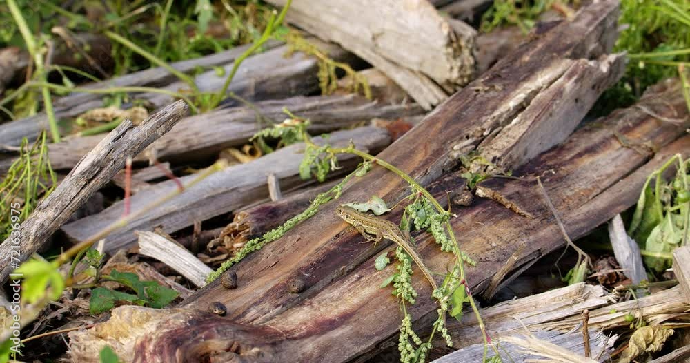Small cute sand lizard on a piece of broken wood on ground Small cute sand lizard on a piece of broken wood on ground