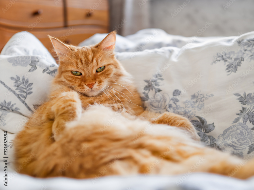 Cute ginger cat sleeps on folded blanket. Fluffy pet has a comfort nap in bed. Sleepy domestic animal at home.