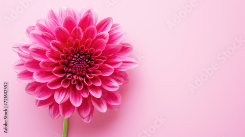 Radiant Pink Dahlia Symbolizing Feminine Grace and Empowerment on Womens Day © AndErsoN