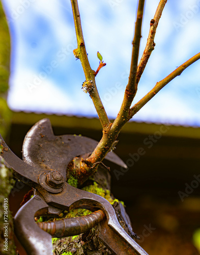 Pruning of fruit trees photo