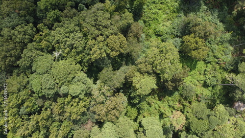 Green forest aerial drone  © Nature is Nice