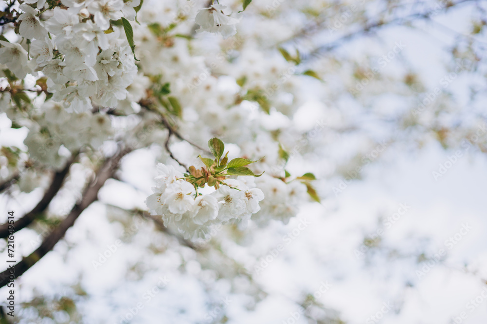 Close-up white cherry blossom sakura in spring time. Nature background. High quality photo. Sakura flower in full bloom in spring. Womans, mother day postcard Close-up white cherry blossom sakura in spring time. Nature background. High quality photo. Sakura flower in full bloom in spring. Womans, mother day postcard