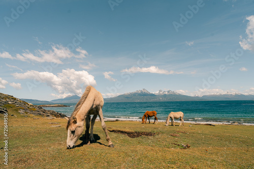 Horses at the end of the world at Nationalpark Fin del mundo in Ushuaia, Argentina