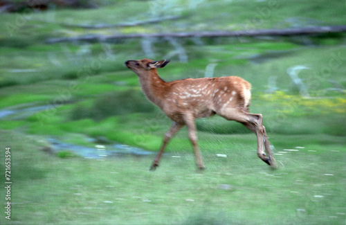 Elk Calf Running in Wet Meadow