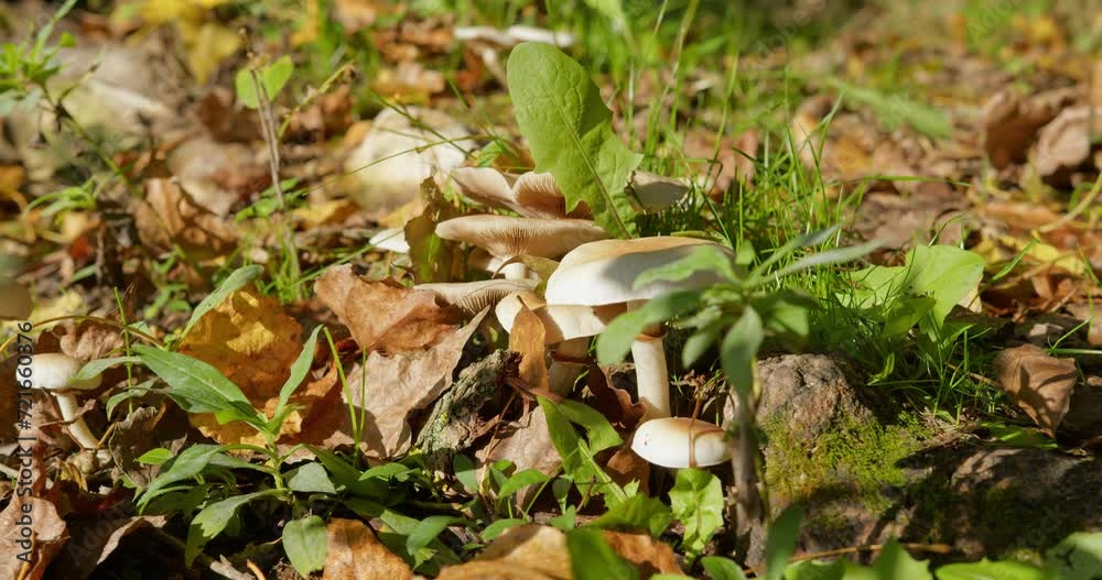 Various wild white mushrooms surrounded with green grass and dry leaves in woods Various wild white mushrooms surrounded with green grass and dry leaves in woods
