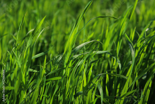 green grass background