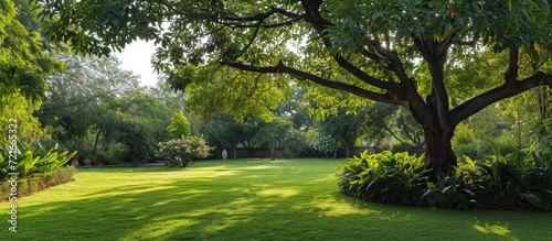 Captivating Walnut Tree and Serene Garden Seamlessly Blend, Engaging Visitors with Lush Foliage, Majestic Walnut Tree, and Tranquil Garden Ambiance photo