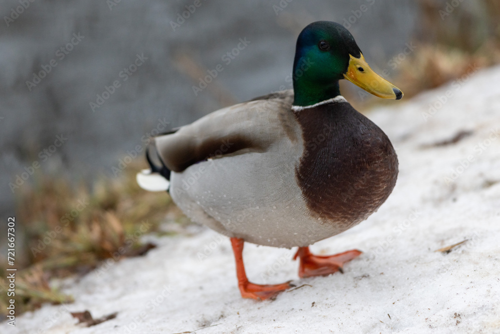 A selective focus shot of the head male mallard duck A selective focus shot of the head male mallard duck