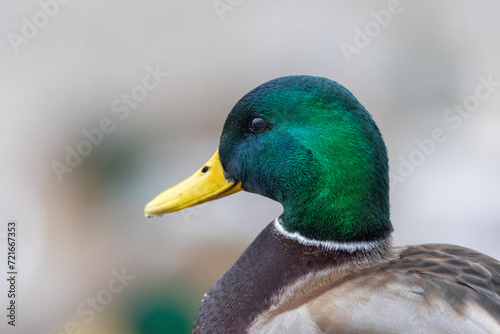 A selective focus shot of the head male mallard duck