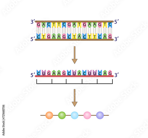 Transcription and Translation. DNA, mRNA and Protein synthesis. DNA is converted into a mRNA and mRNA directs protein synthesis. Genetic code. Vector illustration.