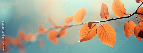 Vibrant Autumn Foliage: Yellow & Orange Leaves on Sunny Park Day. Indian Summer Banner 