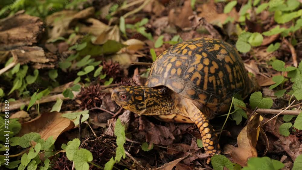 North American box turtle (Terrapene) small turtles with a convex shell. They live in the USA and Mexico near bodies of water. North American box turtle (Terrapene) small turtles with a convex shell. They live in the USA and Mexico near bodies of water.