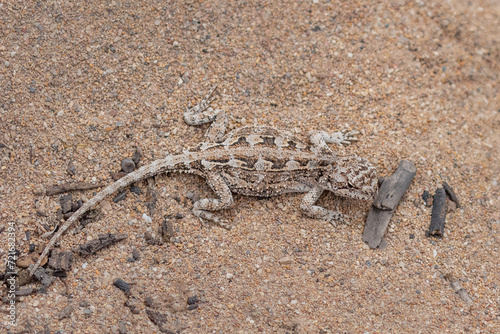 Closeup of a Bight Heath Dragon  Ctenophorus chapmani  on a sandy pathway in Innes National Park  Yorke Peninsula  South Australia