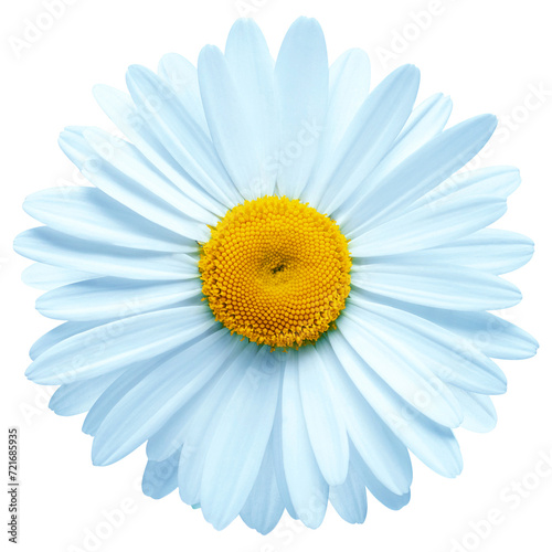 One blue daisy flower isolated on white background. Flat lay, top view. Floral pattern, object