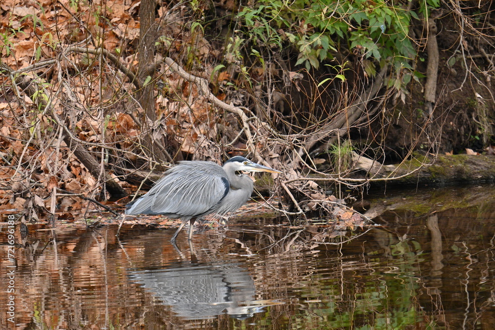 Fototapeta premium Great Blue Heron with Reflection