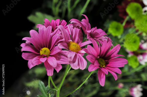 several stalks of purple chrysanthemums