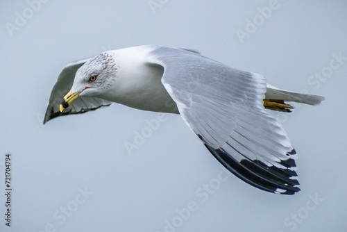 Ring-billed Gull (Larus delawarensis) Flying Close Up Flapping Wings