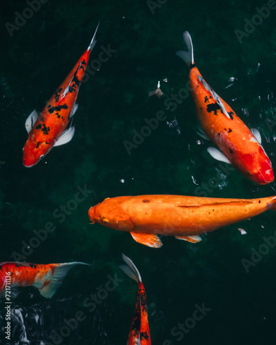 Beautiful orange Coi fish in a large pond in Thailand