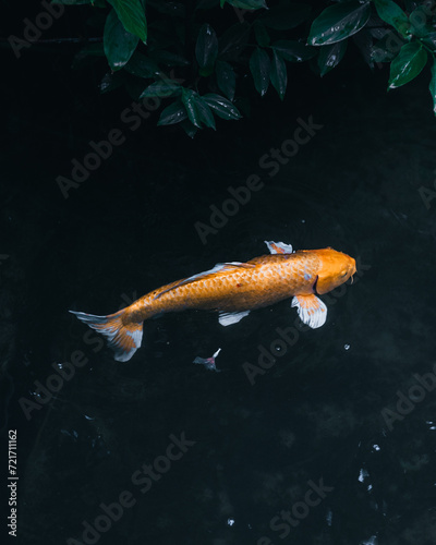 Foto Coy fish swimming in a dark pond