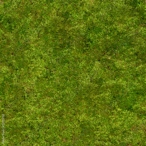 Green grass texture background.
