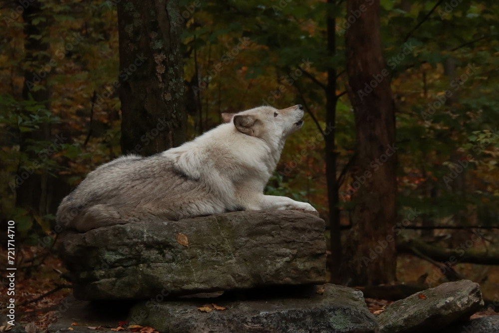 Obraz premium Getting Ready to Howl