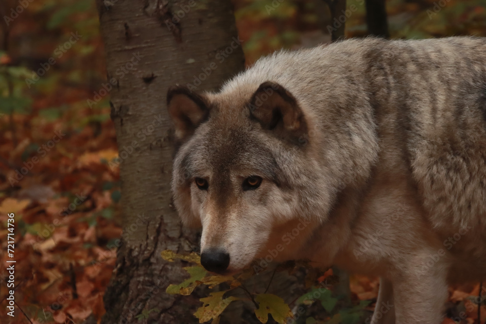 Obraz premium Grey Wolf