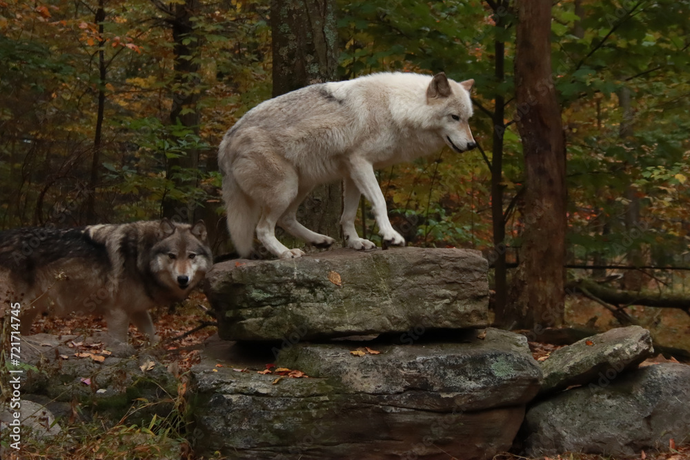 White Wolf on a Rock White Wolf on a Rock