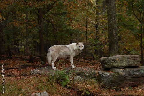 Wolf on a Rock