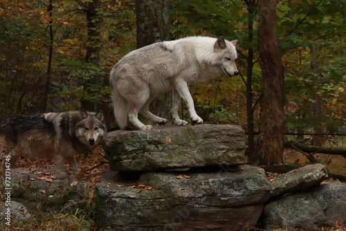 White Wolf on a Rock