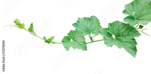 green leaves isolated on white, a vine with leaves  on a transparent background, Green gourd and leaves, a pumpkin leaves photo