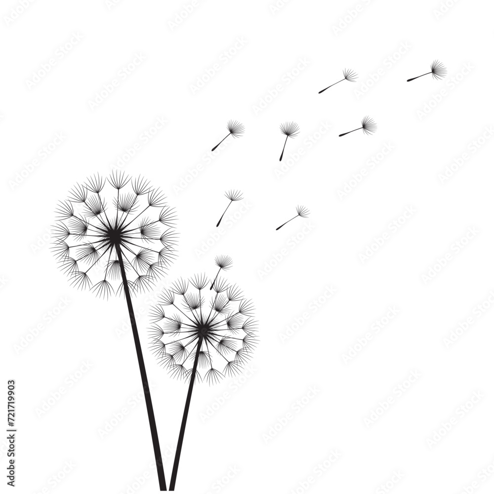 Fototapeta premium Flying dandelion buds silhouette, the wind blows the seeds of a dandelion