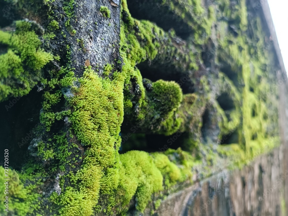 Moss on a Wall