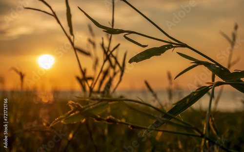 Coastal sunset background with grass