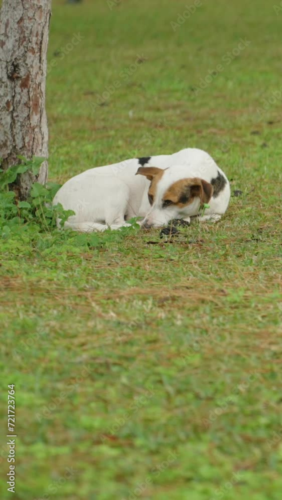 A homeless white dog sleeps by a tree on a green lawn.