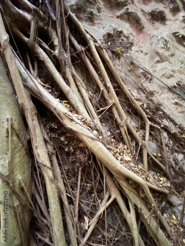 Thick roots growing deep into the ground in a maui forest