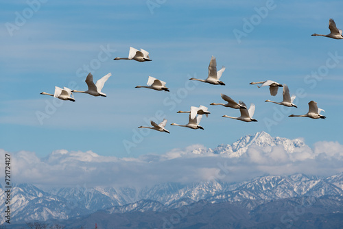 立山連峰と白鳥 photo