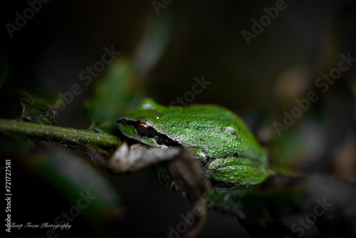 Tree Frog