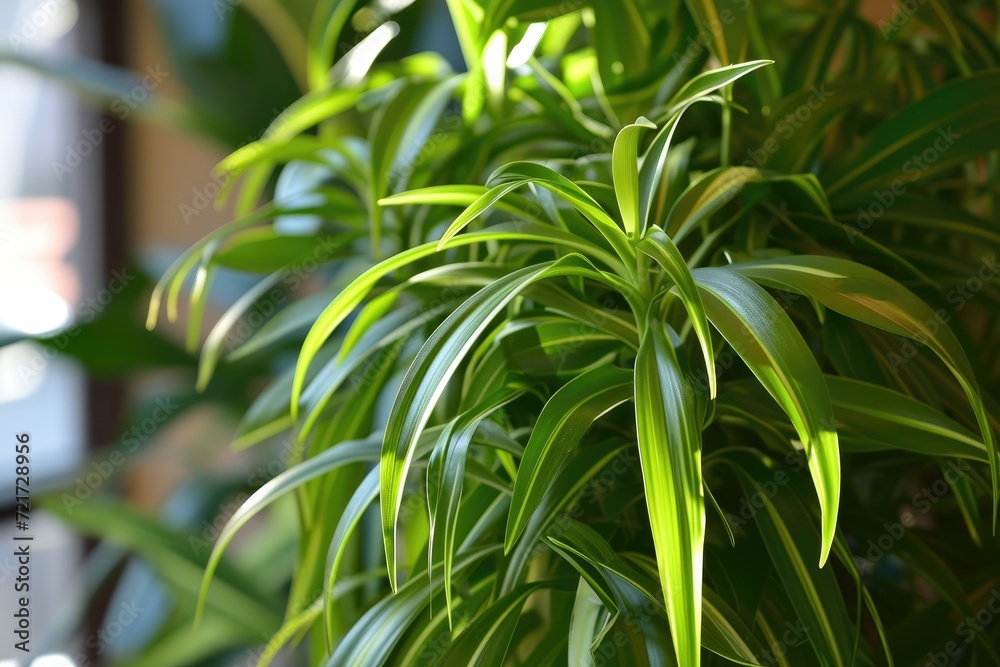 Chlorophytum comosum with green leaves