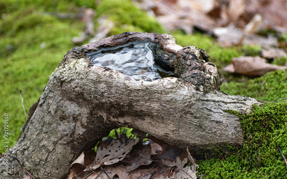 Puddle of Water Collected in Tree Root on Mossy Forest Floor Puddle of Water Collected in Tree Root on Mossy Forest Floor