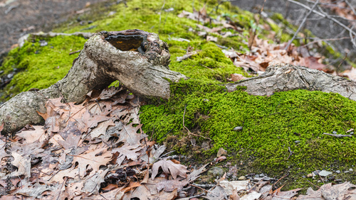 Tree Root Sticking out of Mossy Forest Floor