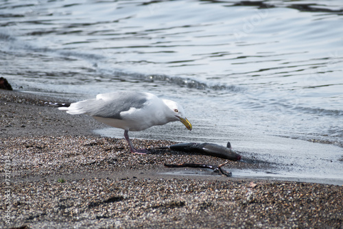 Herring Gull (Larus argentatus) Eating Dead Fish on Beach photo