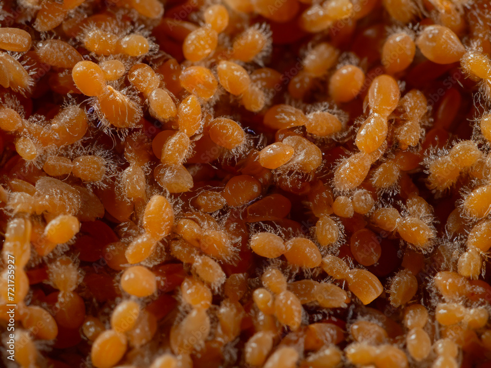 a macro view of a lot of ants. a macro view of a lot of ants.