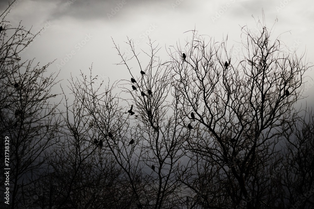 A flock of birds shelter in barren trees on a frigid gray winter day A flock of birds shelter in barren trees on a frigid gray winter day