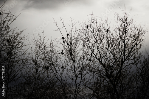 A flock of birds shelter in barren trees on a frigid gray winter day