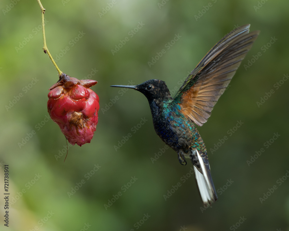Fototapeta premium Boissonneaua jardini