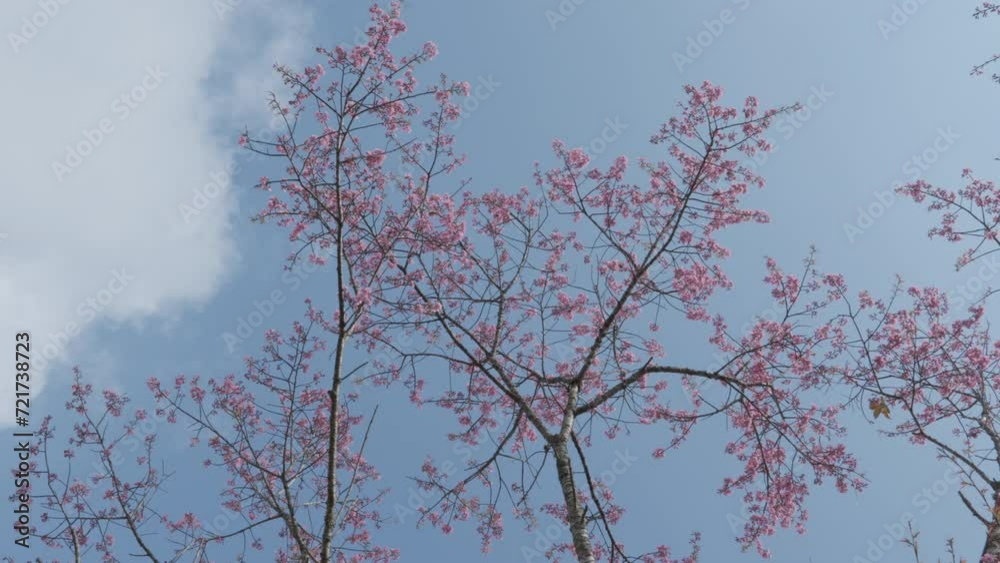beautiful Nang Phaya Sua Krong tree spring pink blossoms under pure blue spring sky at phu hin rong kla, Phitsanulok, Thailand. Nicknamed flowers Sakura of Thailand. beautiful Nang Phaya Sua Krong tree spring pink blossoms under pure blue spring sky at phu hin rong kla, Phitsanulok, Thailand. Nicknamed flowers Sakura of Thailand.