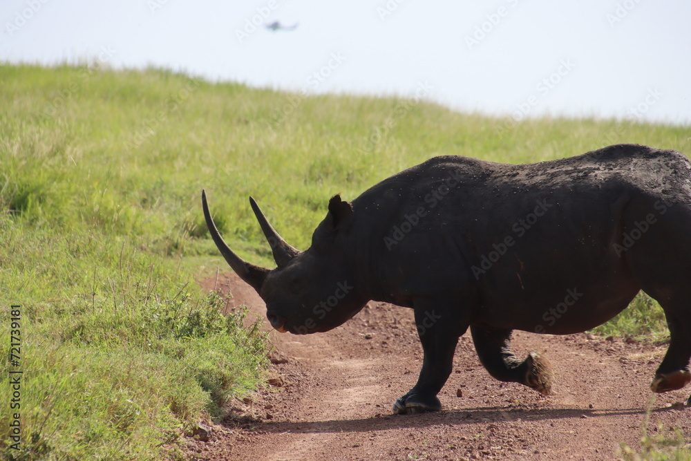 Fototapeta premium Kenya - rhino