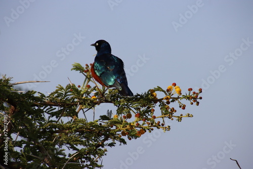 Kenya - superb starling at dusk 1