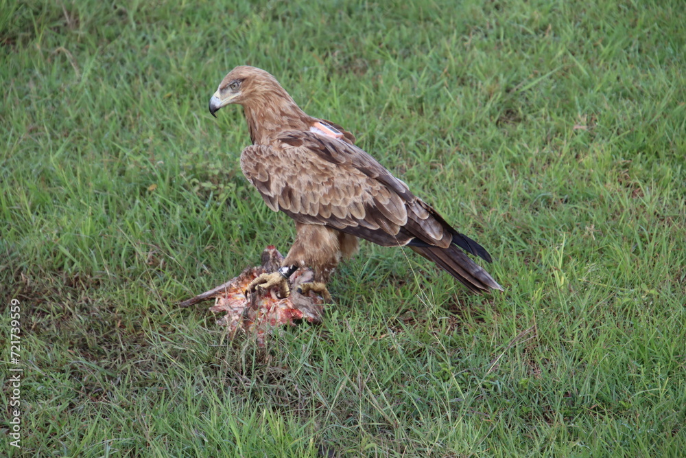 Fototapeta premium Kenya - hawk