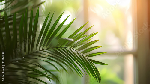 a palm branch in a window photo